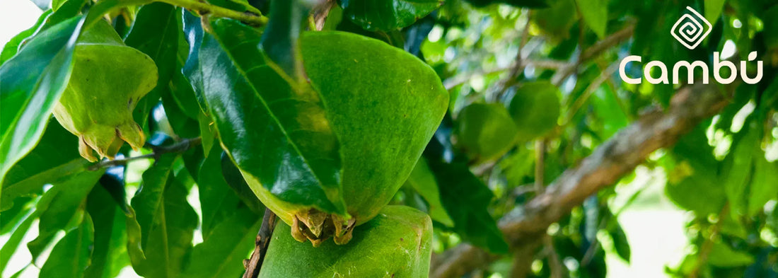 O cambuci e seus benefícios para a saúde da pele: o poder de um fruto nativo da Mata Atlântica